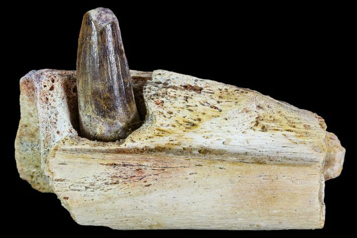Spinosaurus Jaw Section With Composite Tooth #110300